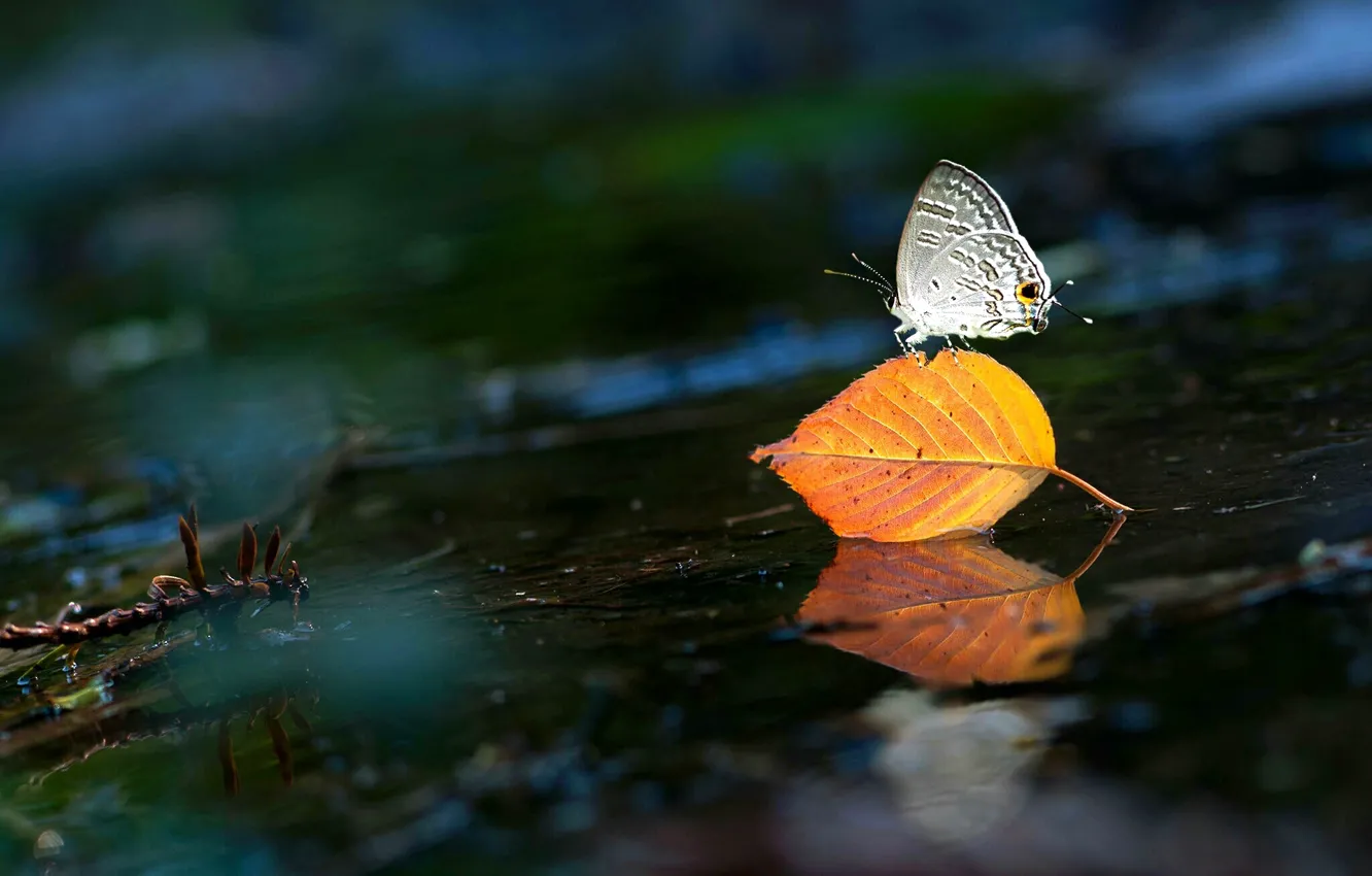 Photo wallpaper water, sheet, butterfly