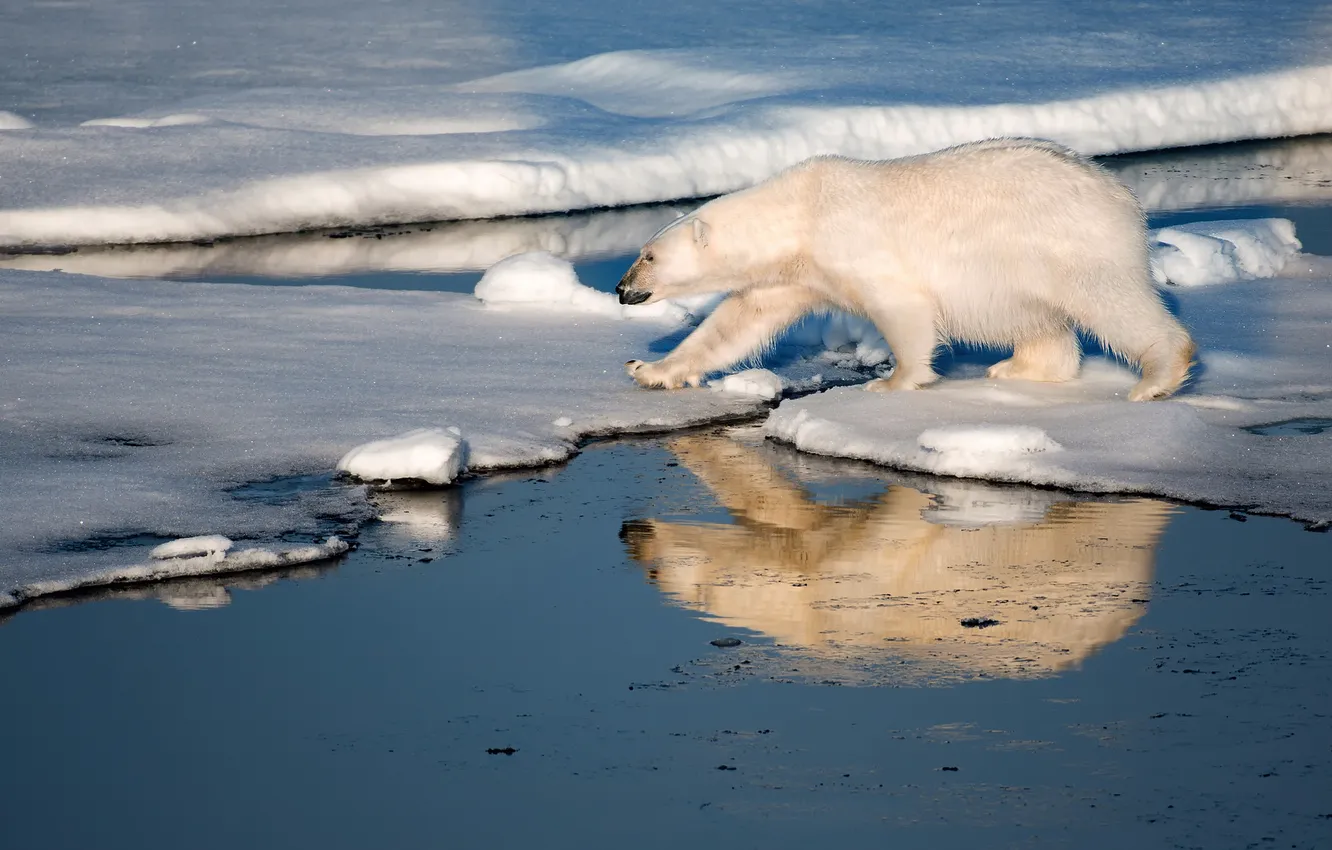 Photo wallpaper Islands, snow, ice, bear, white bear