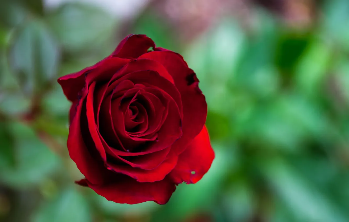 Photo wallpaper greens, macro, flowers, red, roses