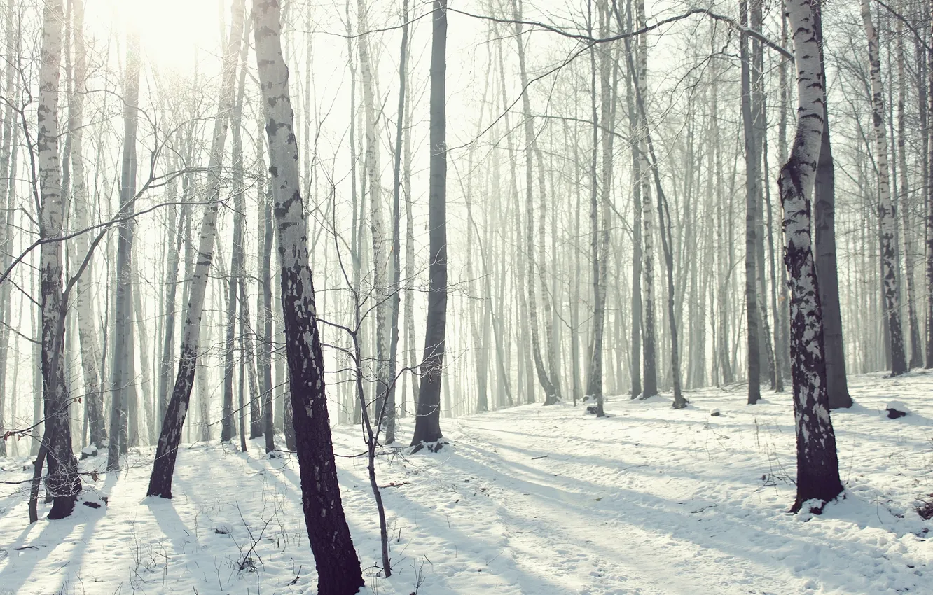 Photo wallpaper winter, forest, snow, nature, frost, grove