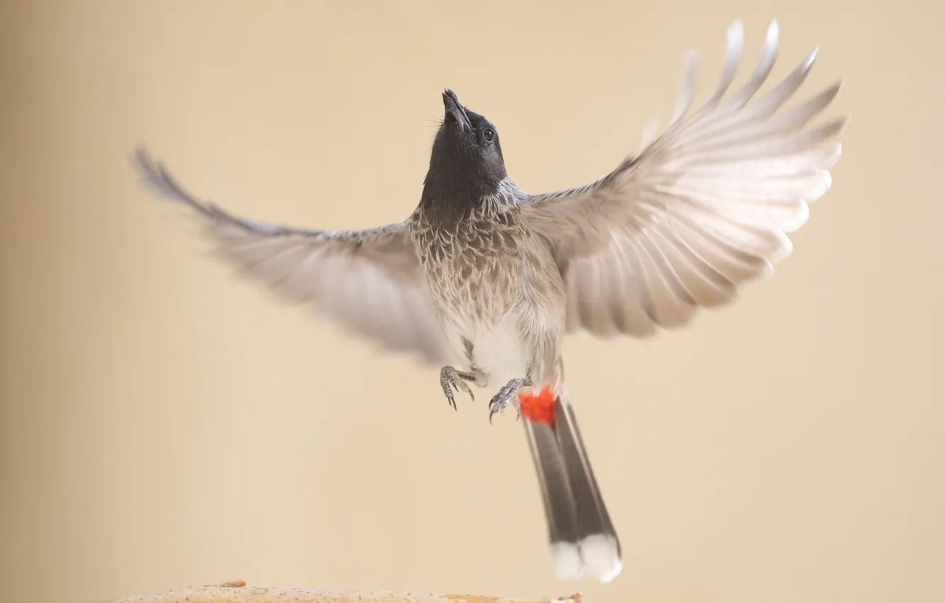 Photo wallpaper background, bird, singing, Bulbul, Roseworthy, South Asian