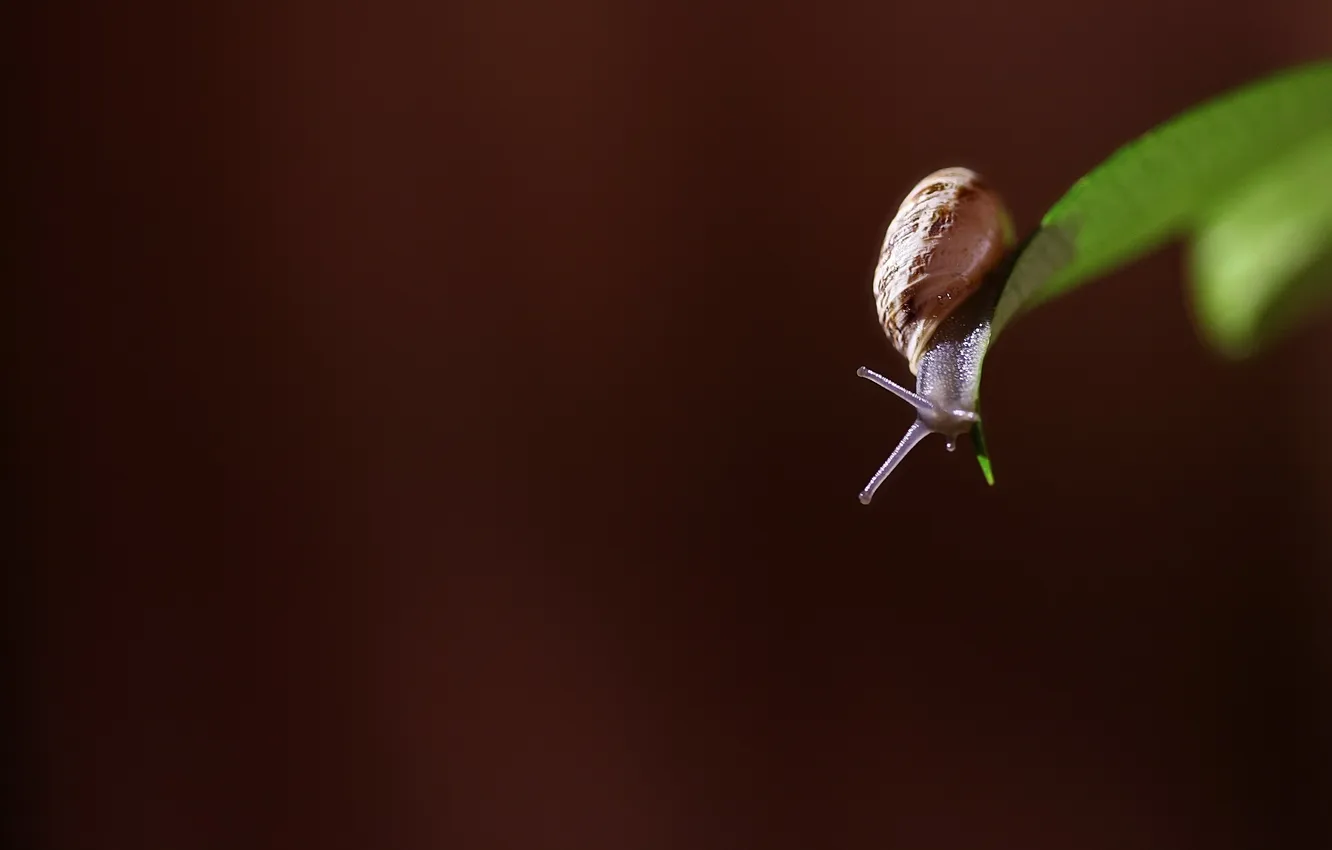 Photo wallpaper nature, background, snail