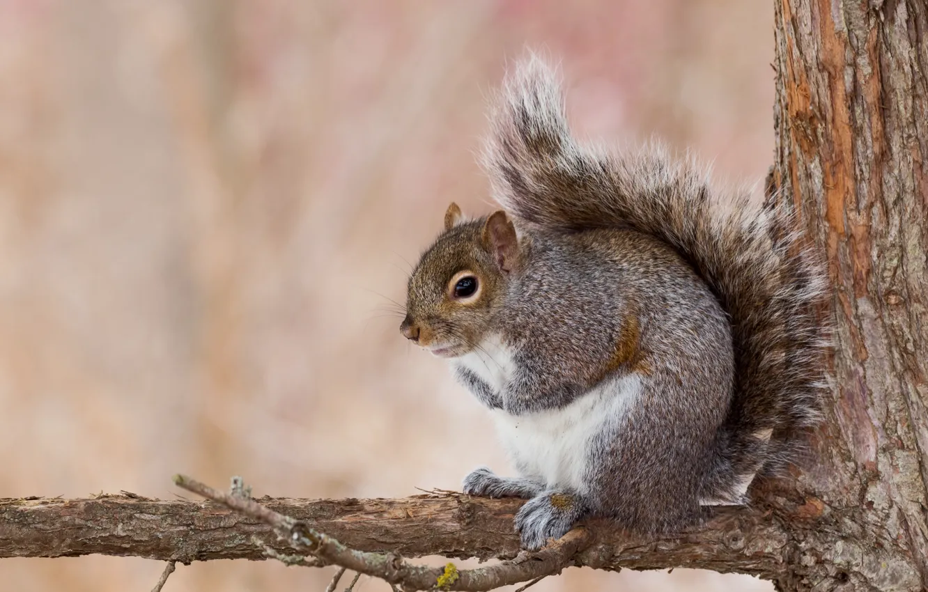 Photo wallpaper trees, branches, pose, grey, protein, sitting