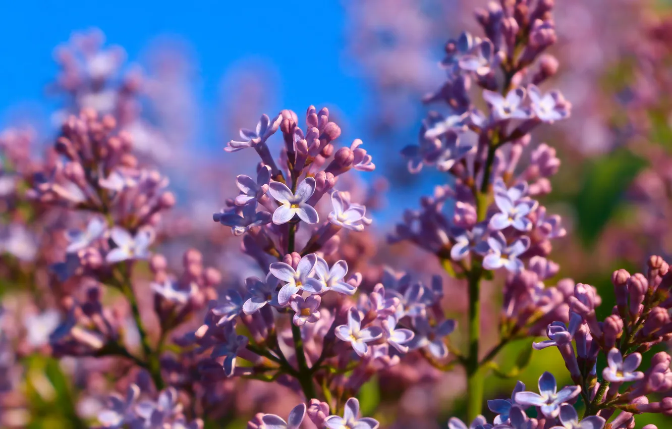 Photo wallpaper flower, spring, lilac, blooming