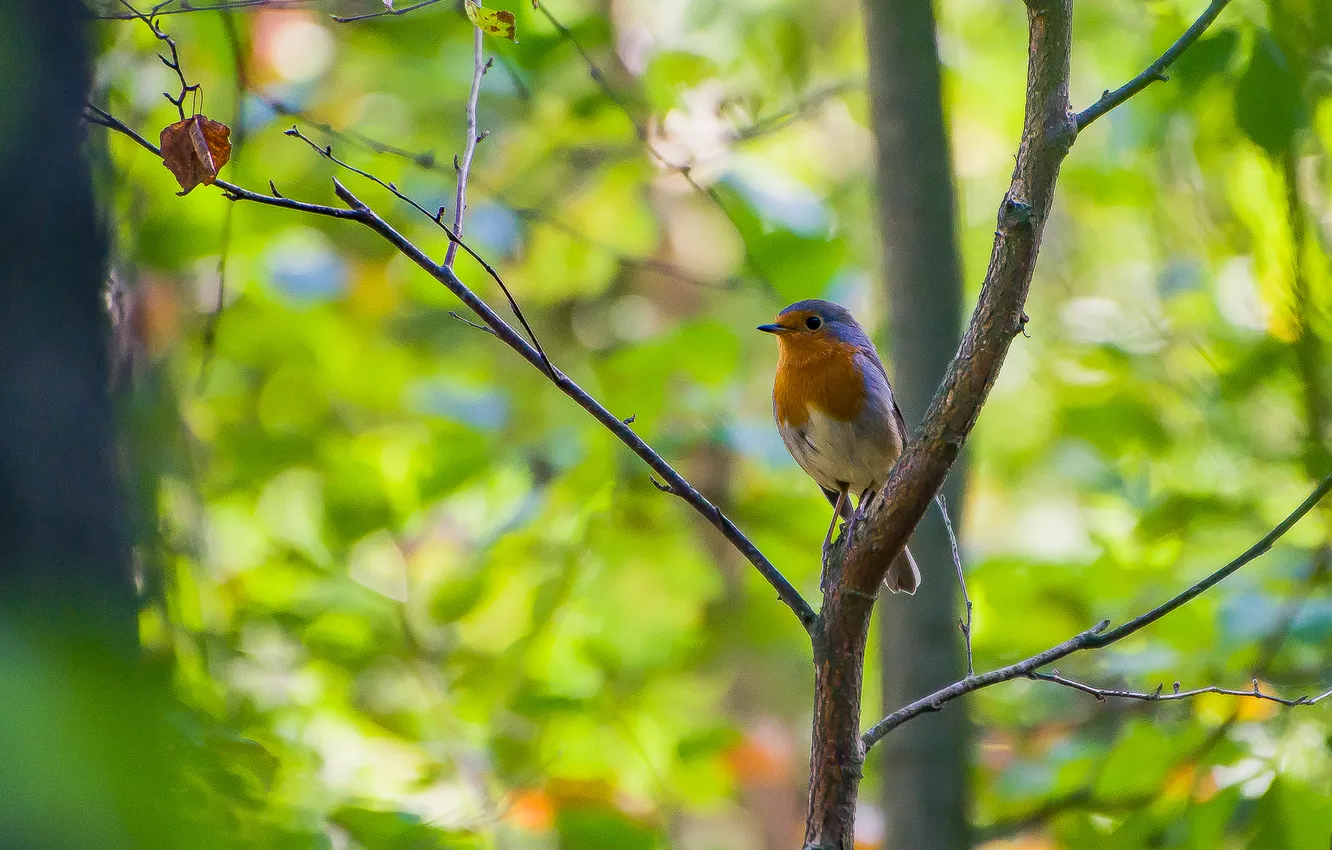 Photo wallpaper autumn, forest, bird, Robin, photohunt