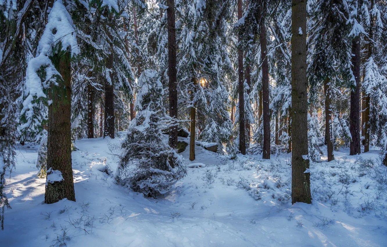 Photo wallpaper winter, forest, snow, trees, Germany