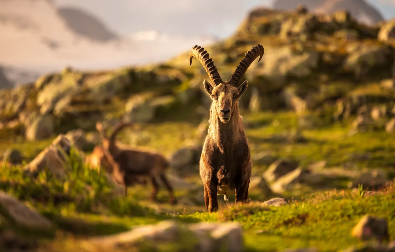 Photo wallpaper look, face, light, mountains, stones, horns, bokeh, goat