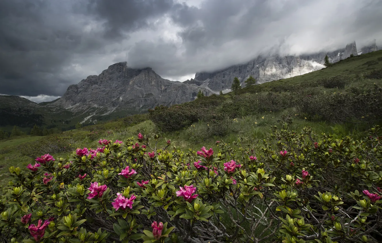 Photo wallpaper flowers, mountains, rhododendrons