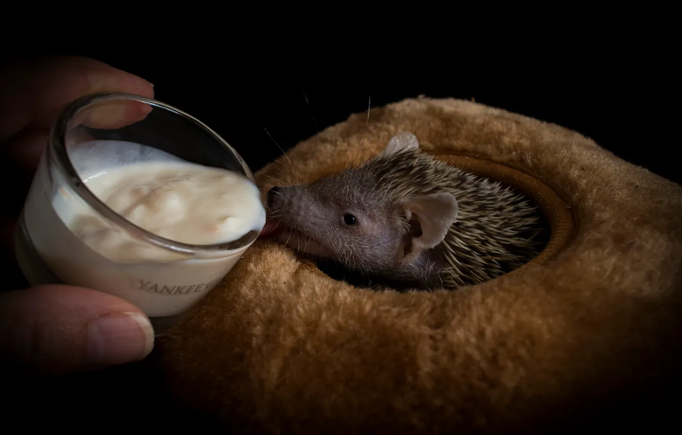 Photo wallpaper glass, hands, fur, house, black background, the owner, hedgehog, yogurt