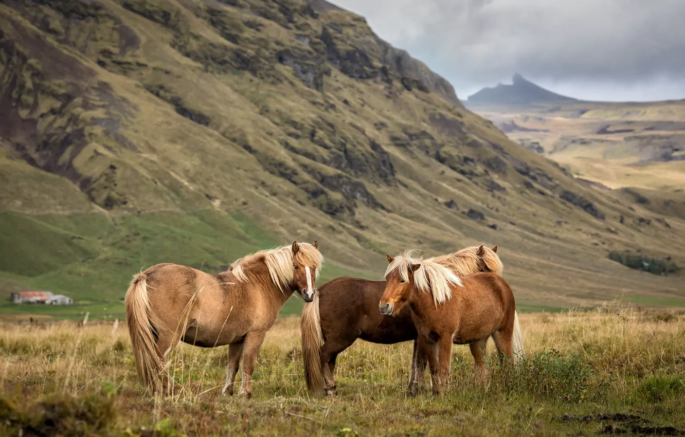 Photo wallpaper field, mountains, horse, hills, horse, pony, trio