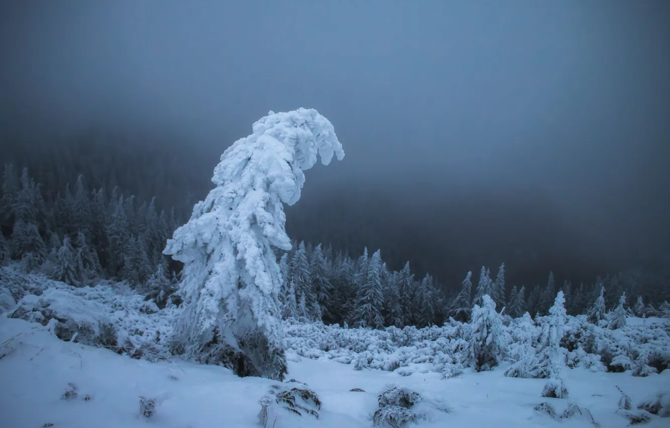 Photo wallpaper trees, snow, winter, fog, twilight, in the snow, forest