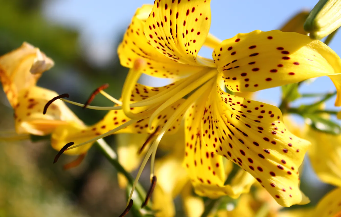 Photo wallpaper flowers, nature, Lily