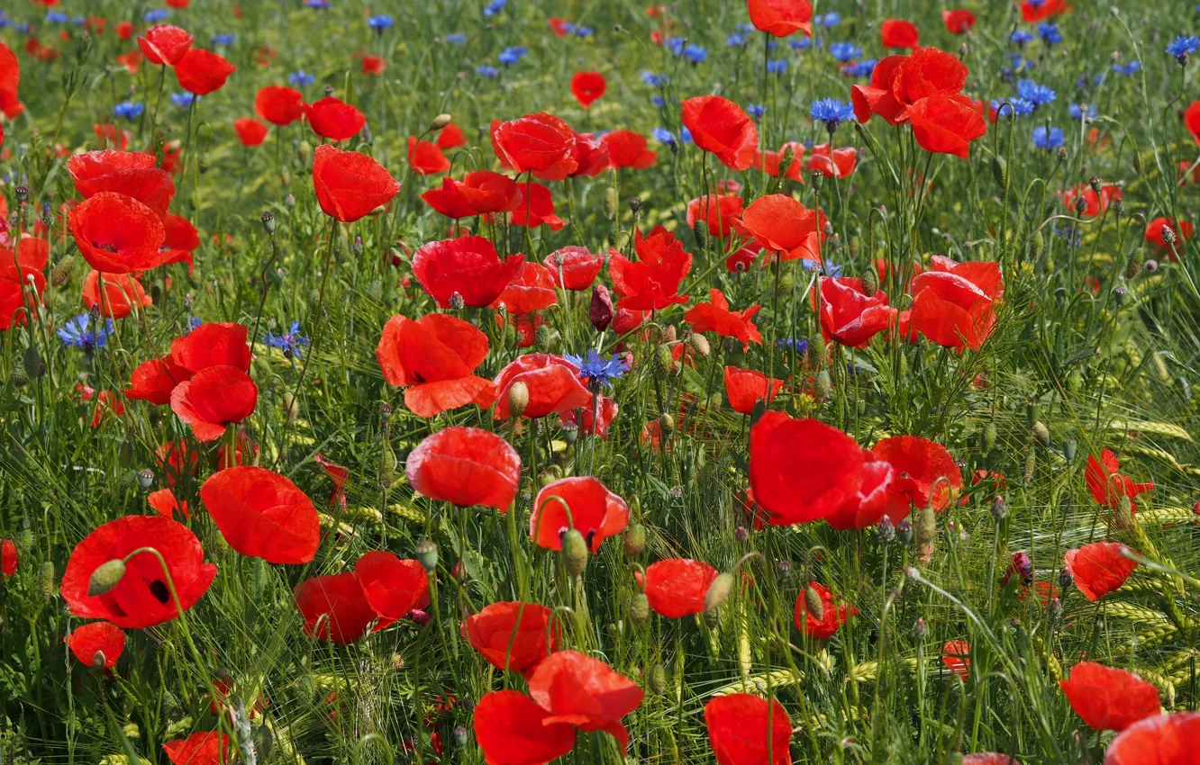 Photo wallpaper flowers, blue, red, Maki, cornflowers, poppy field