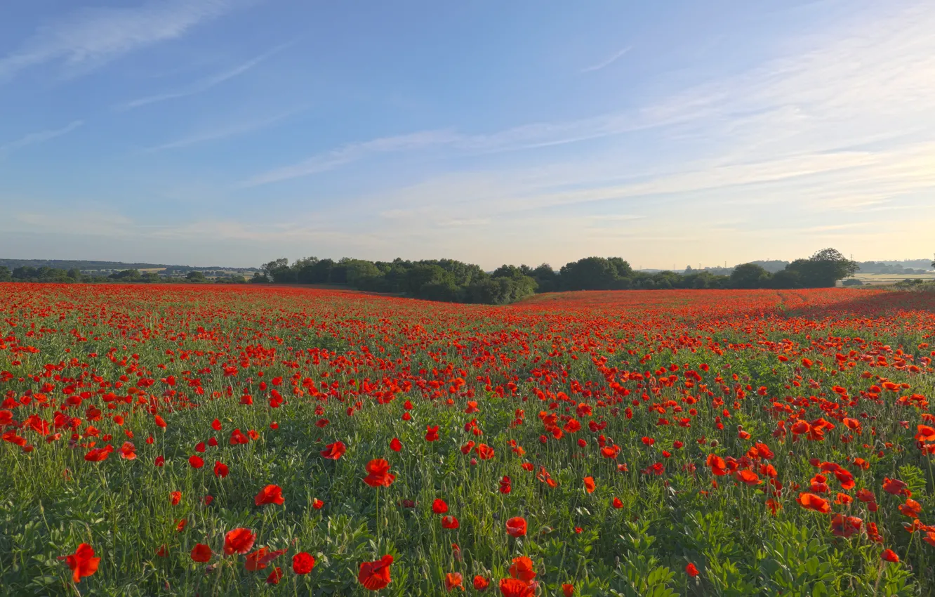 Photo wallpaper field, forest, summer, the sky, clouds, trees, flowers, red