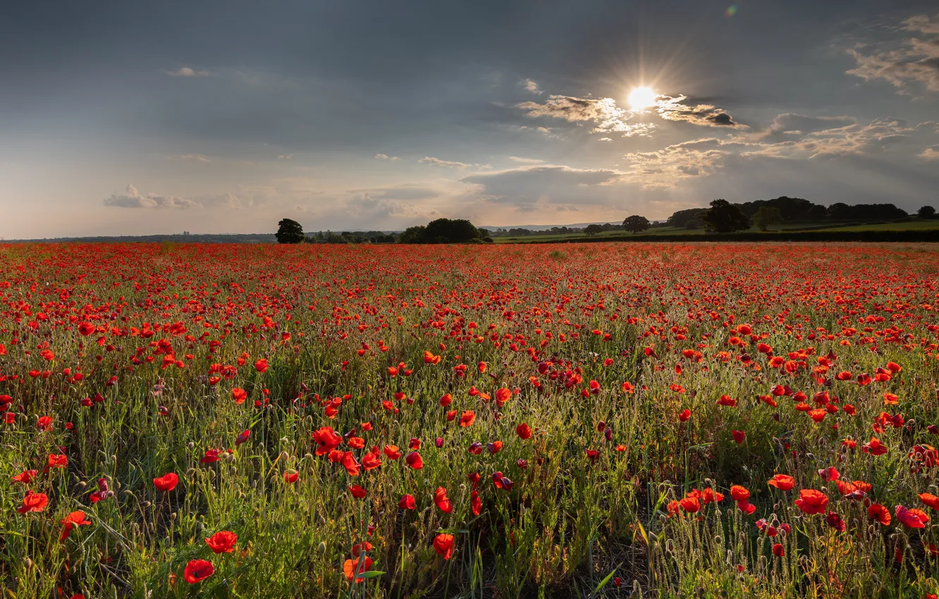 Photo wallpaper summer, the sky, Maki, poppy field