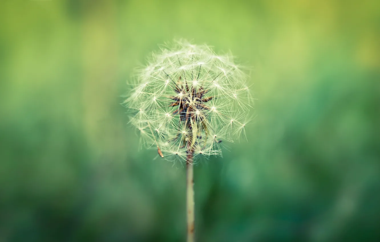 Photo wallpaper macro, green, background, dandelion, widescreen, Wallpaper, blur, wallpaper