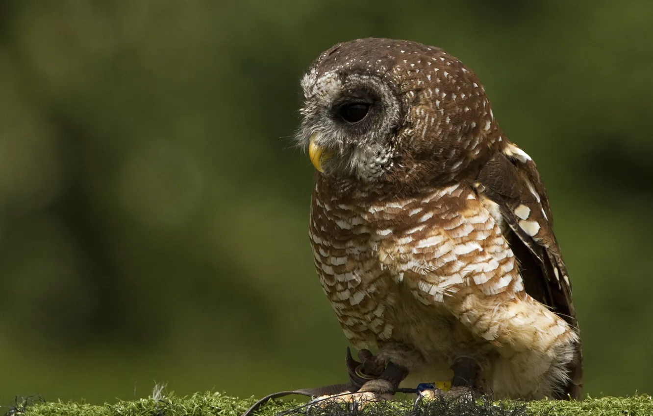 Photo wallpaper owl, bird, moss, profile