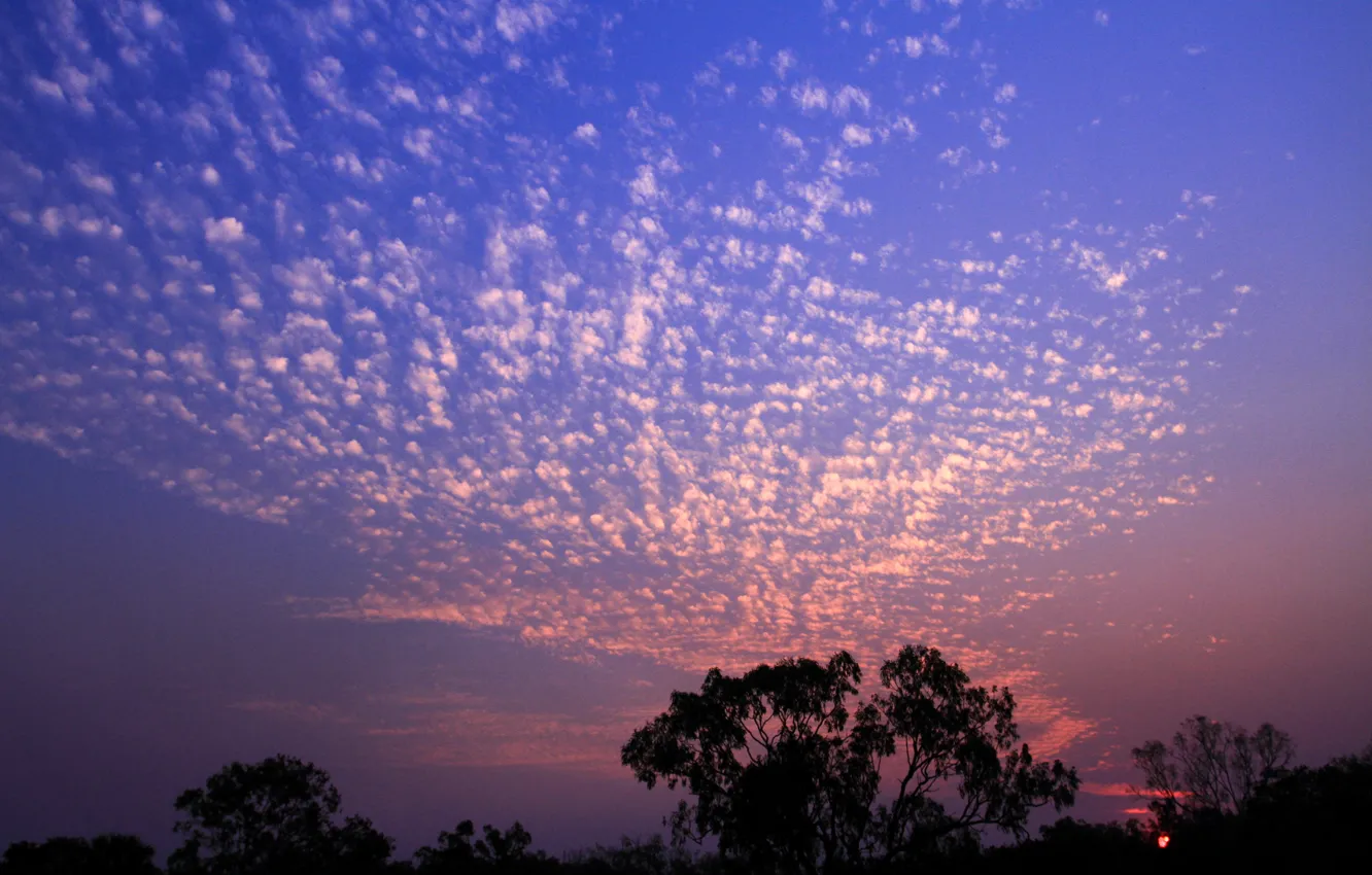 Photo wallpaper the sky, clouds, trees, sunset, silhouette
