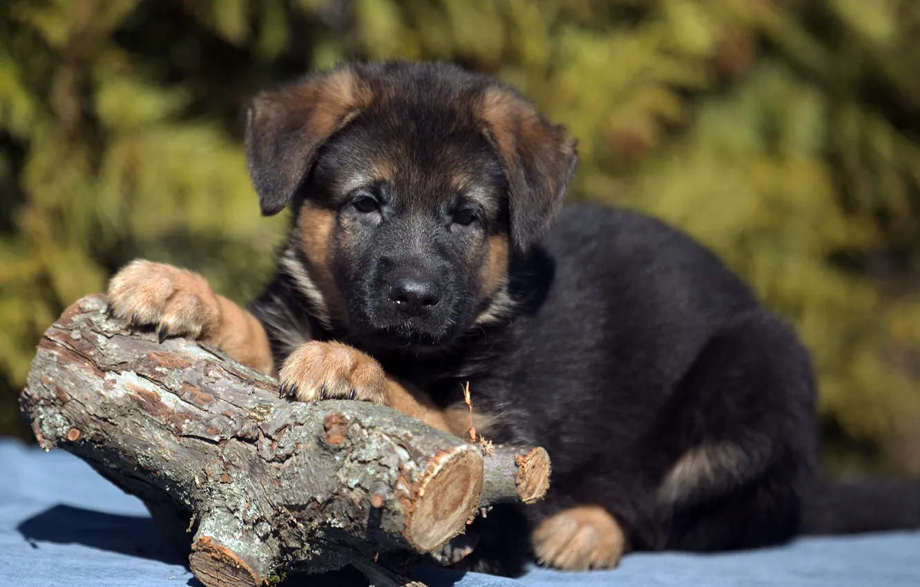 Photo wallpaper puppy, log, shepherd