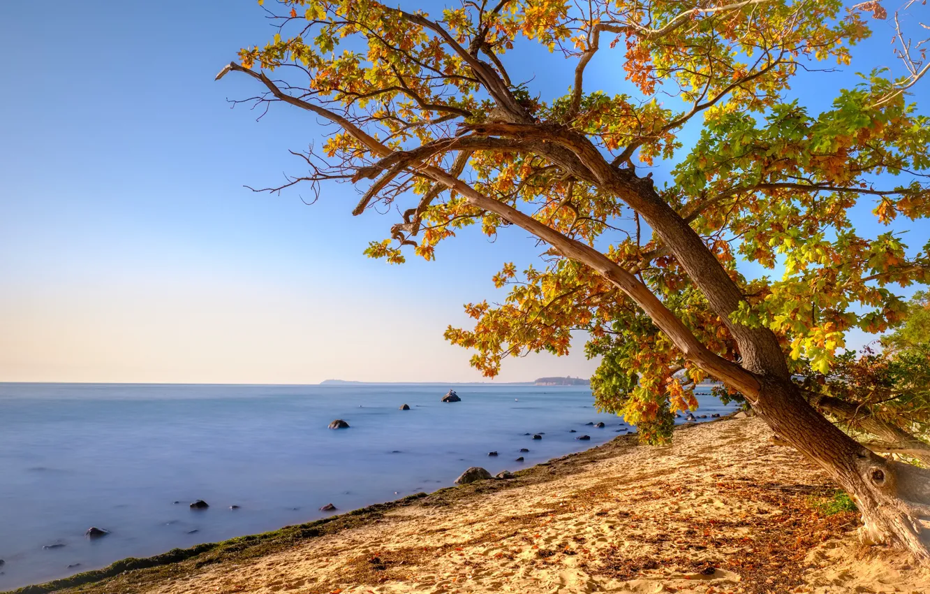 Photo wallpaper autumn, beach, leaves, tree, shore, foliage, yellow, maple