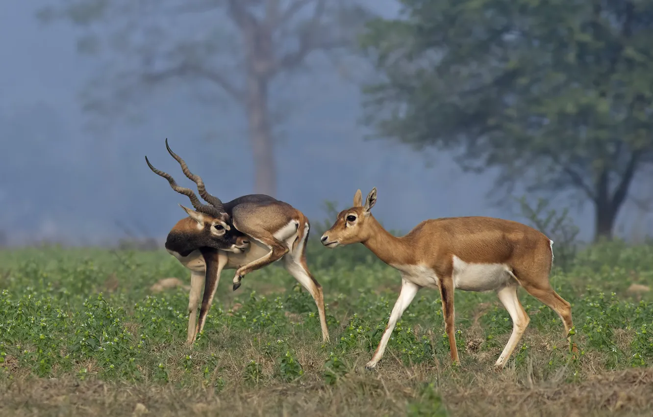 Photo wallpaper grass, trees, nature, glade, pair, antelope