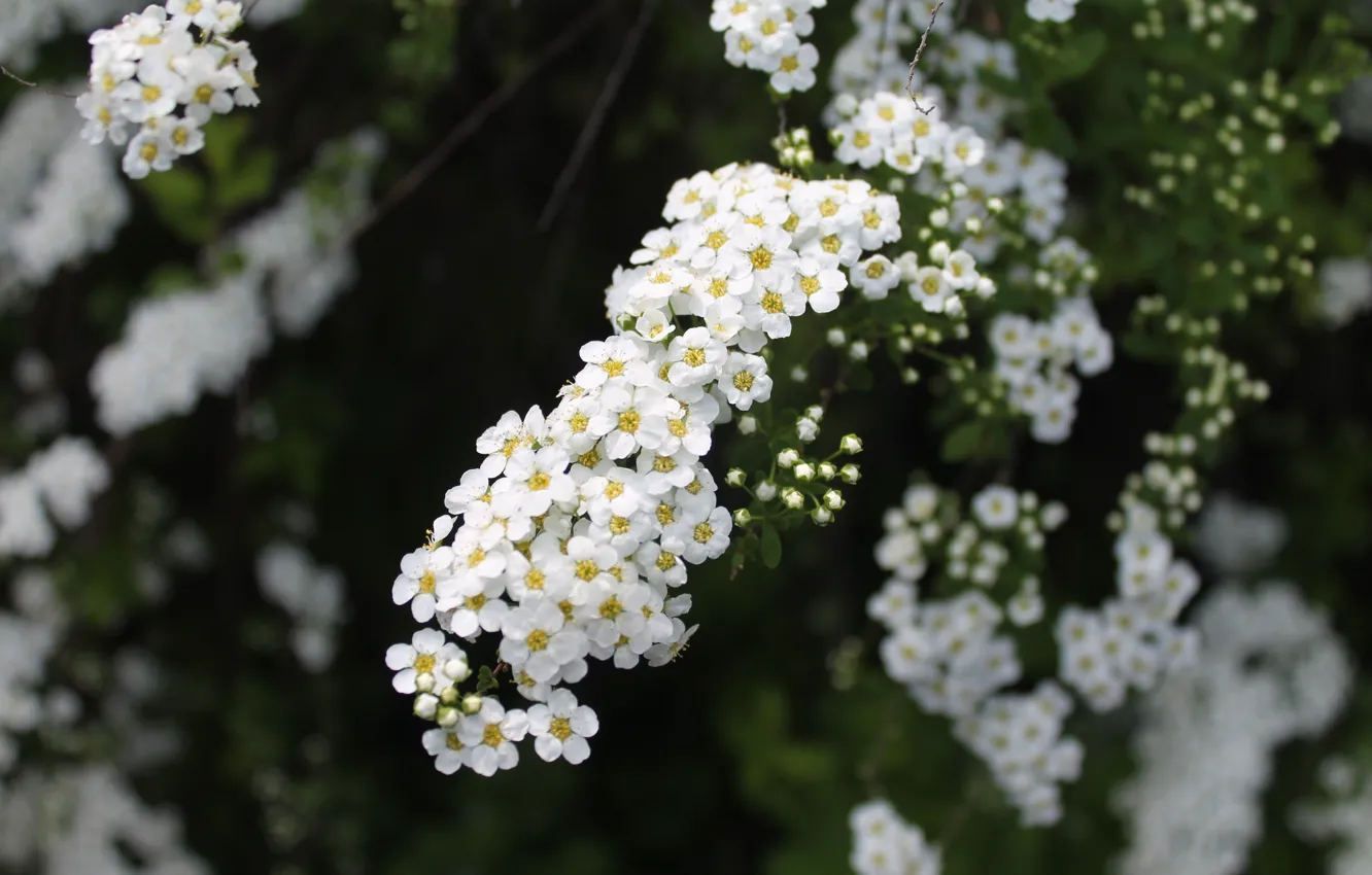 Photo wallpaper flowers, nature, Kiev, Botanical garden