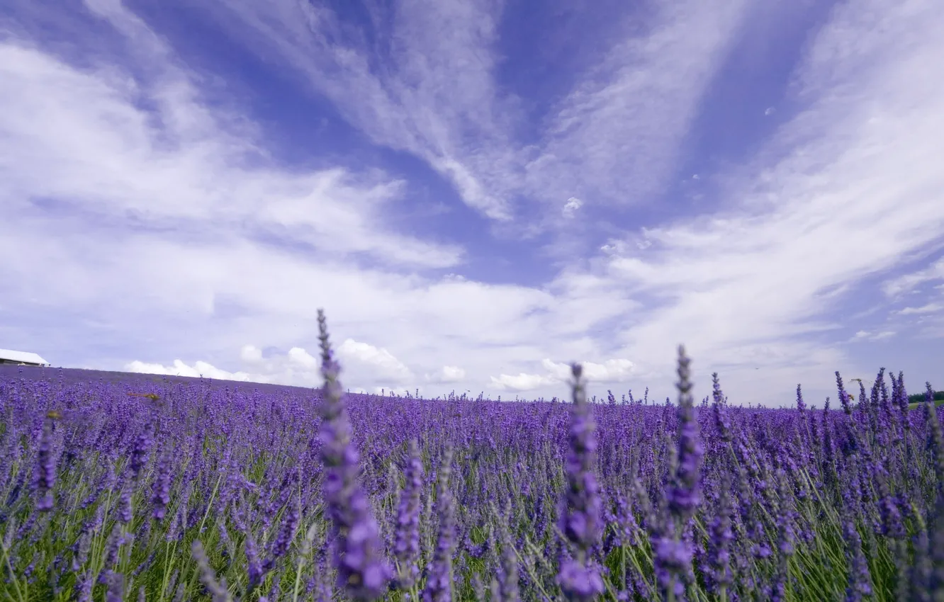 Photo wallpaper field, the sky, clouds, flowers, nature, lavender