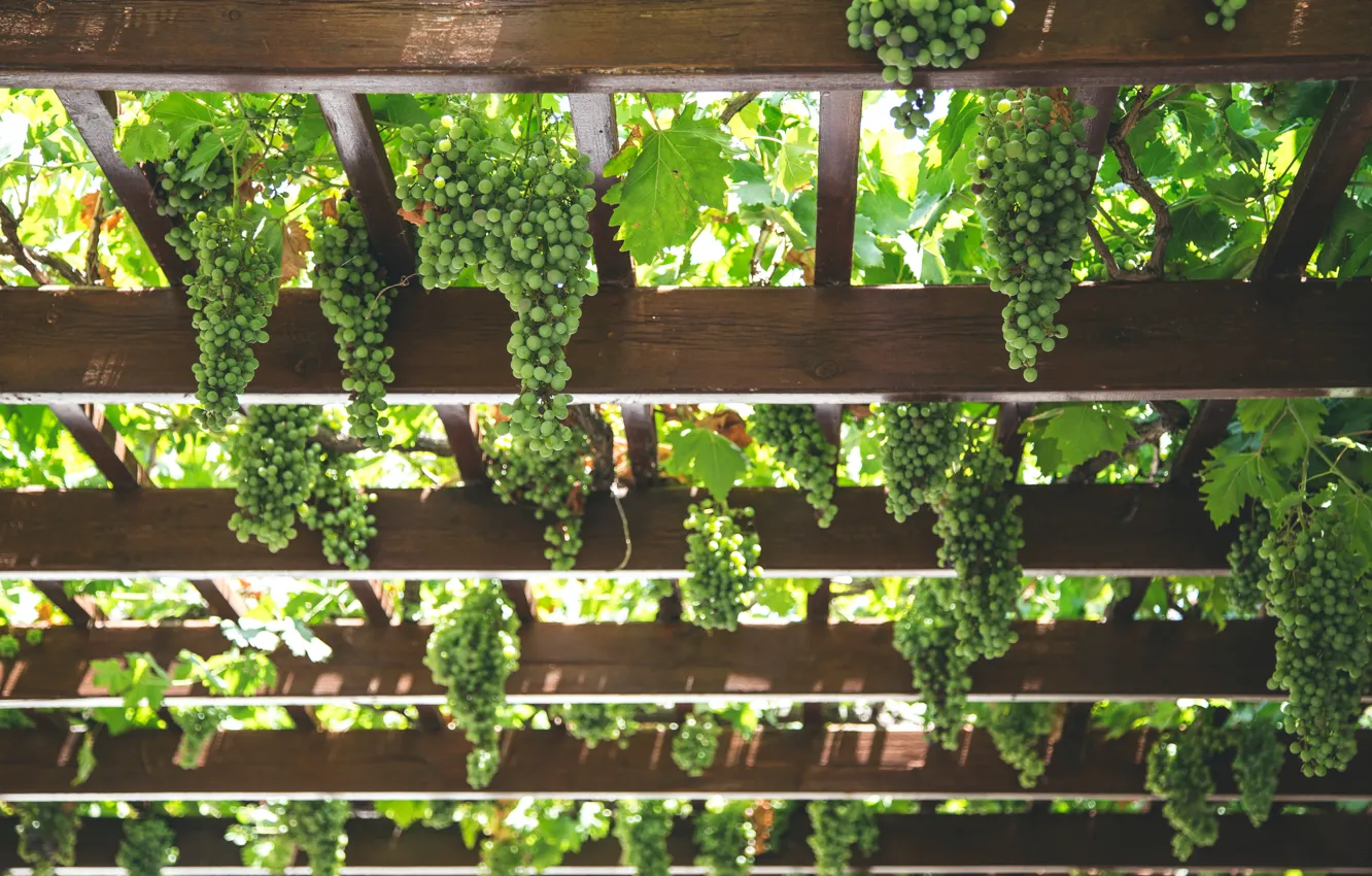 Photo wallpaper leaves, light, nature, green, Board, harvest, fruit, grapes