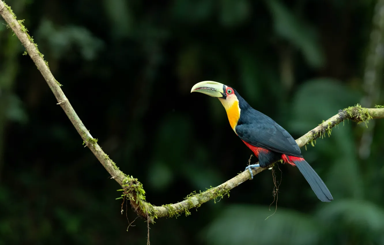Photo wallpaper branches, the dark background, Toucan, bird