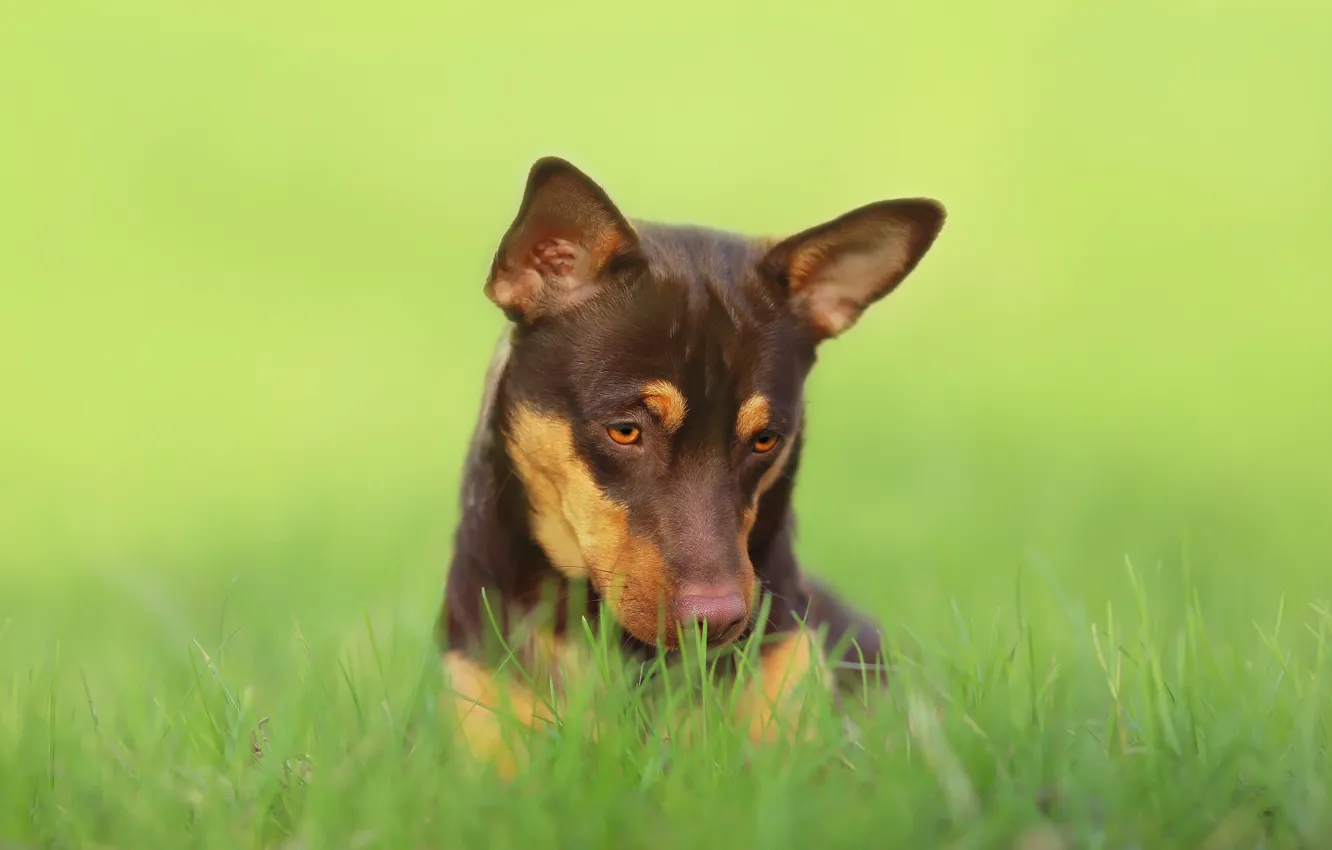 Photo wallpaper look, each, weed, dog