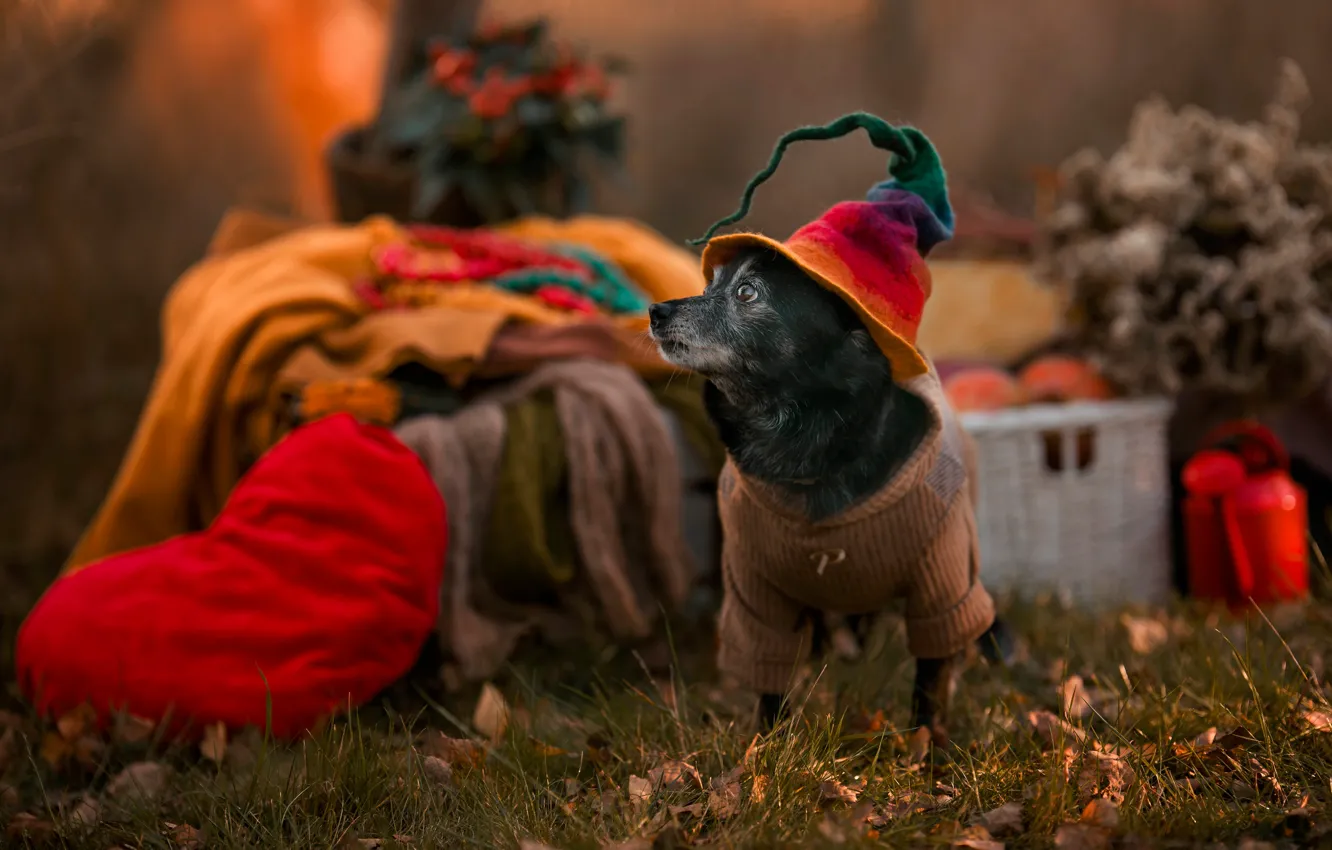 Photo wallpaper autumn, style, hat, face, doggie, fashionista, dog
