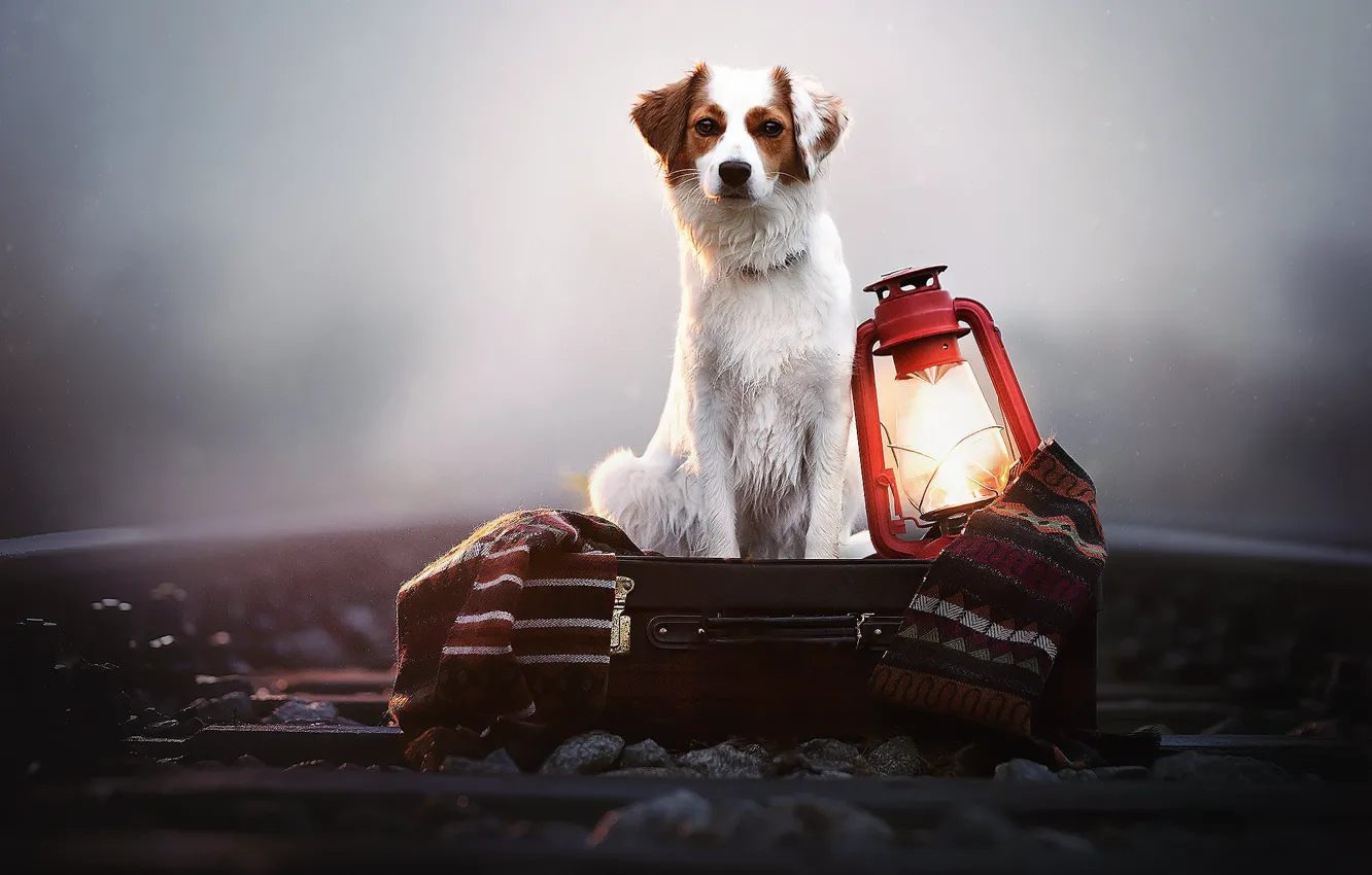 Photo wallpaper fog, dog, lantern, railroad, plaid, box