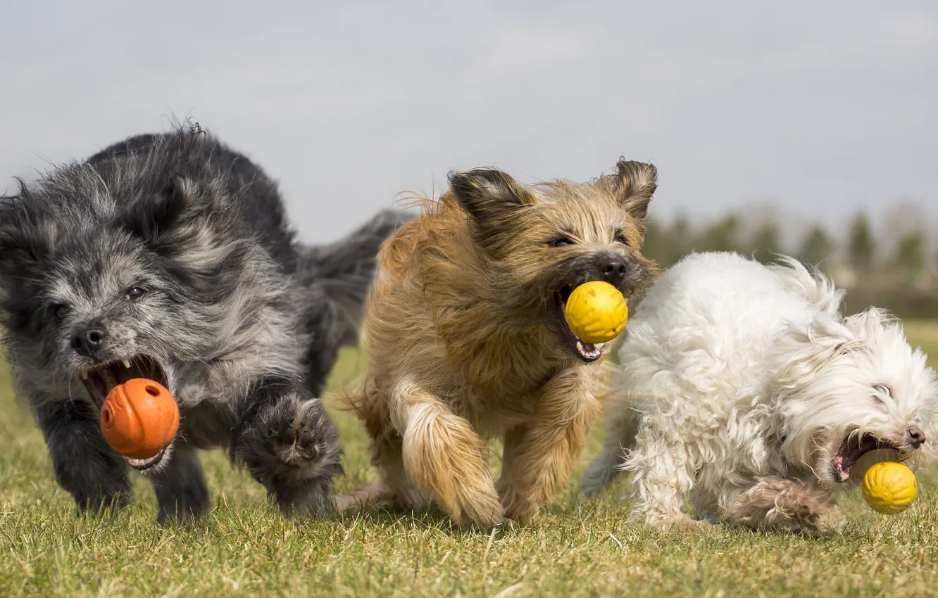 Photo wallpaper dogs, summer, balls, run