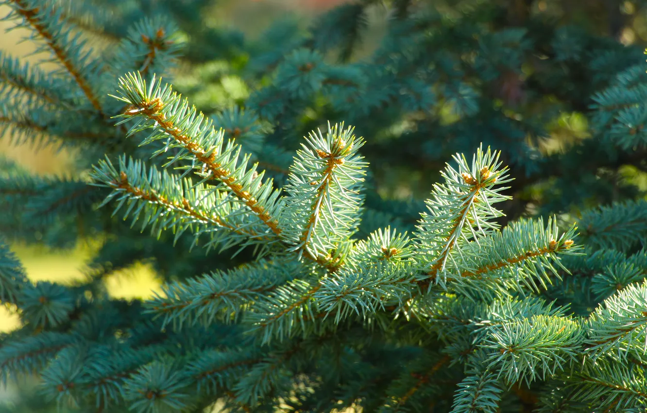 Photo wallpaper plant, spruce, twig