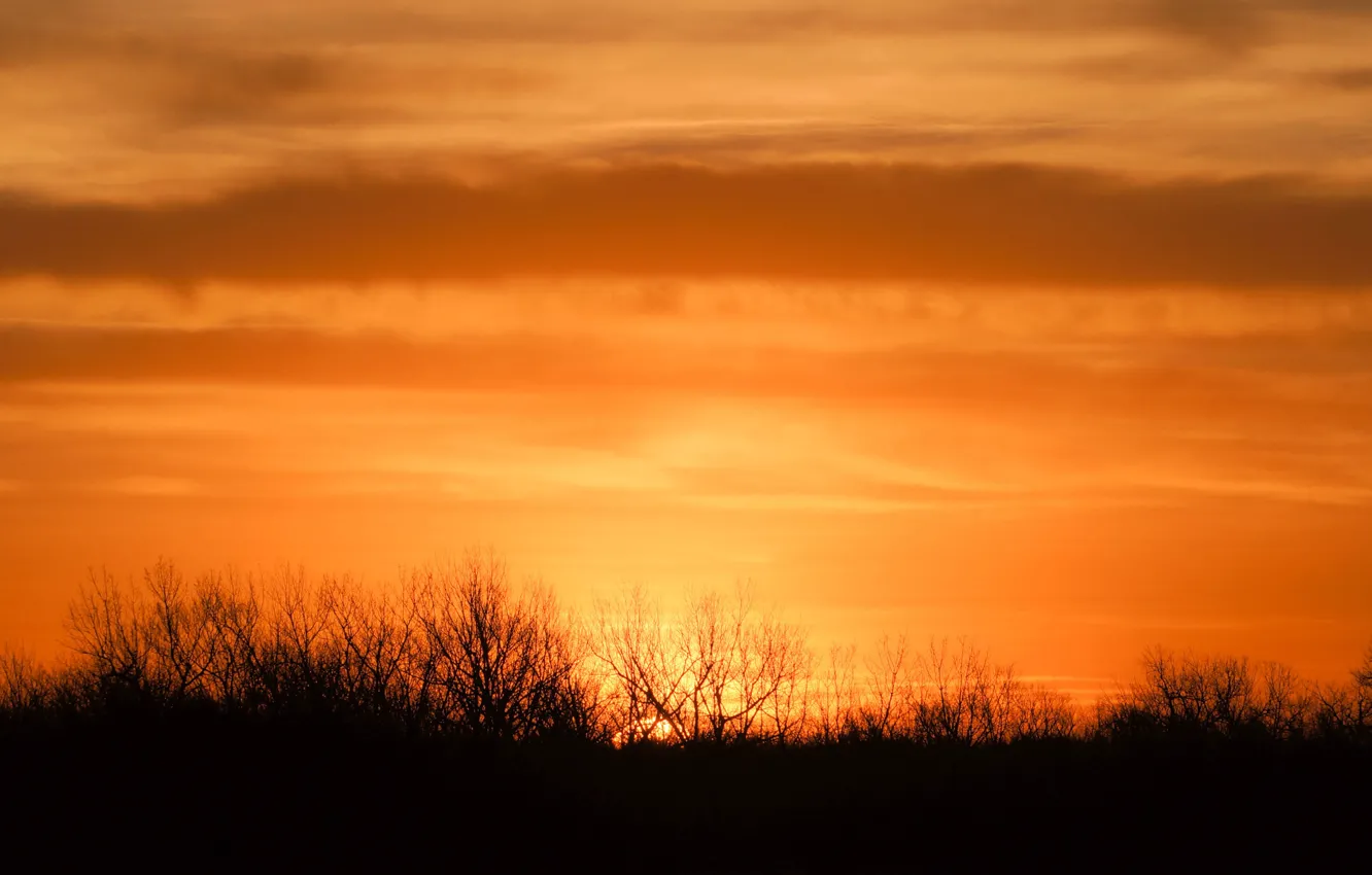 Photo wallpaper morning, sunrise, branches, orange sky, silhouettes