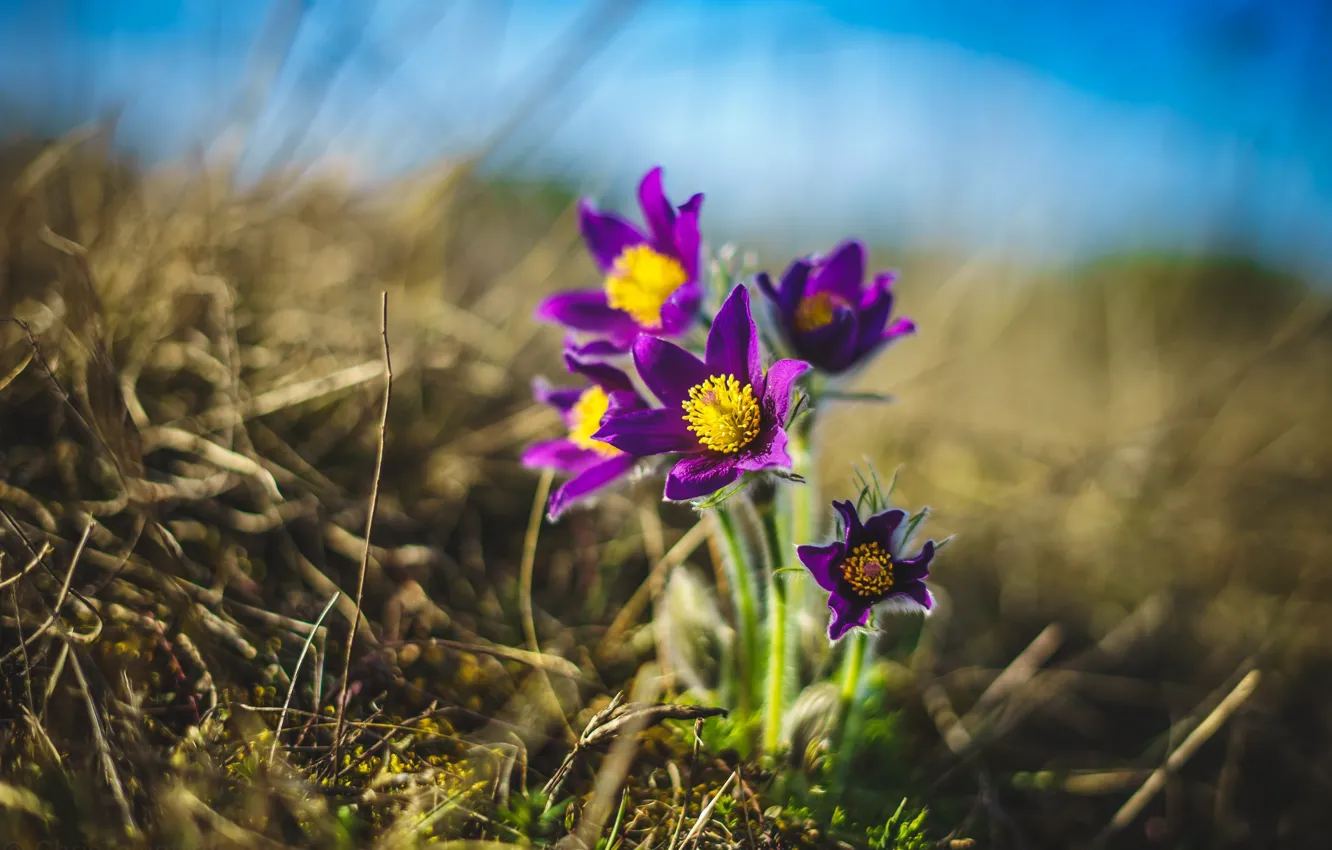 Photo wallpaper flowers, nature, spring, sleep-grass, cross