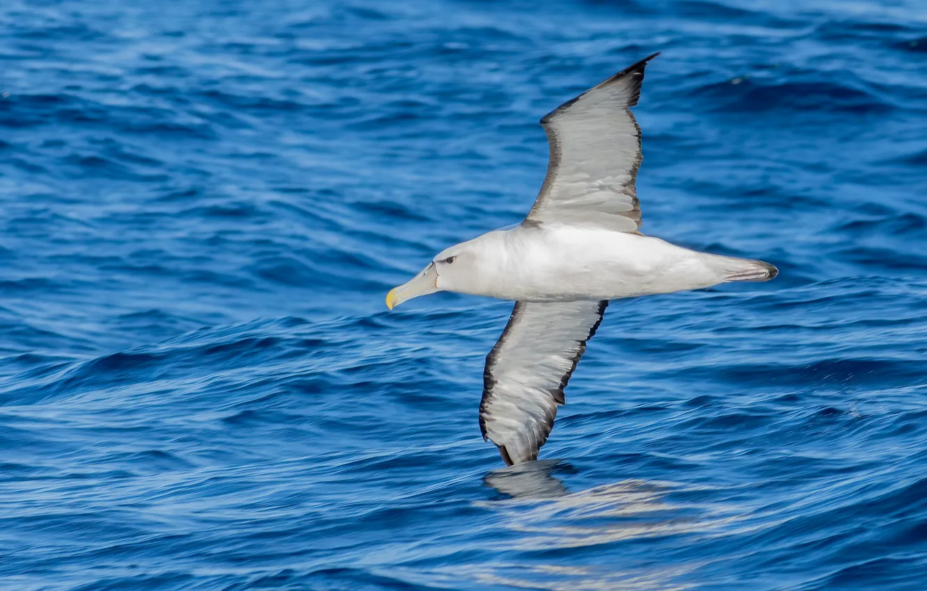 Photo wallpaper water, flight, bird, seagulls