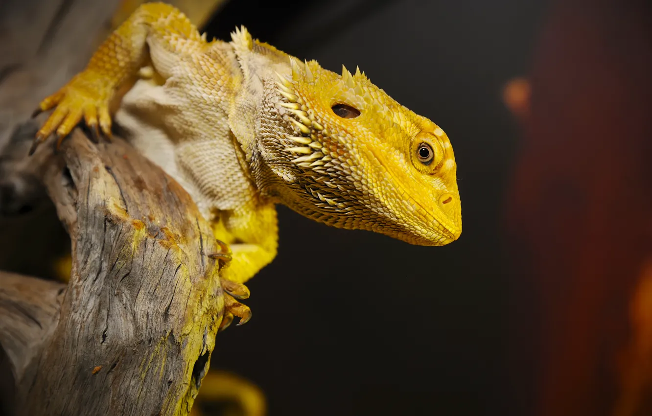Photo wallpaper yellow, reptile, scales