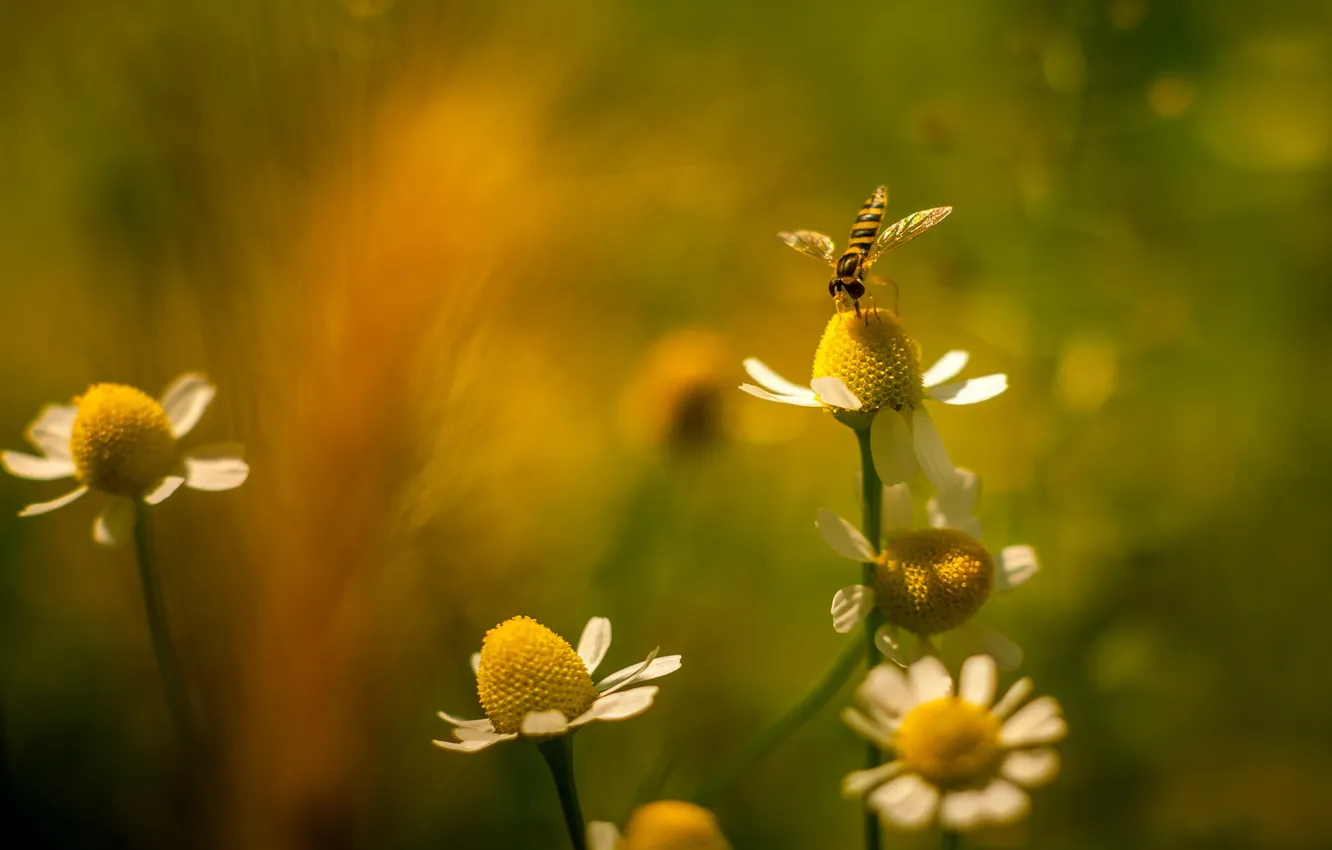 Photo wallpaper flowers, background, chamomile, blur, insect