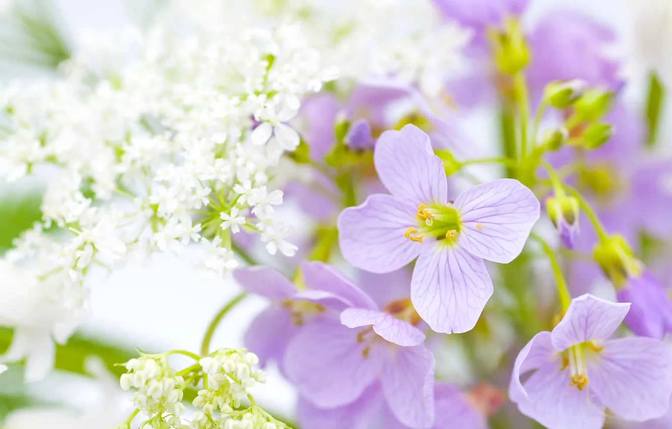 Photo wallpaper macro, Apigee, Copyri