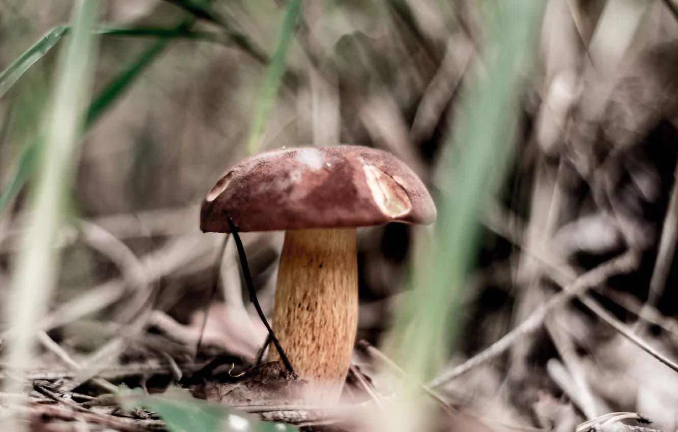 Photo wallpaper autumn, nature, mushrooms