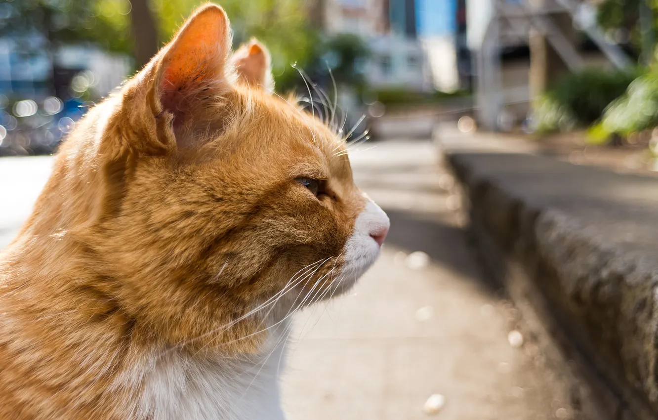 Photo wallpaper cat, mustache, background, profile