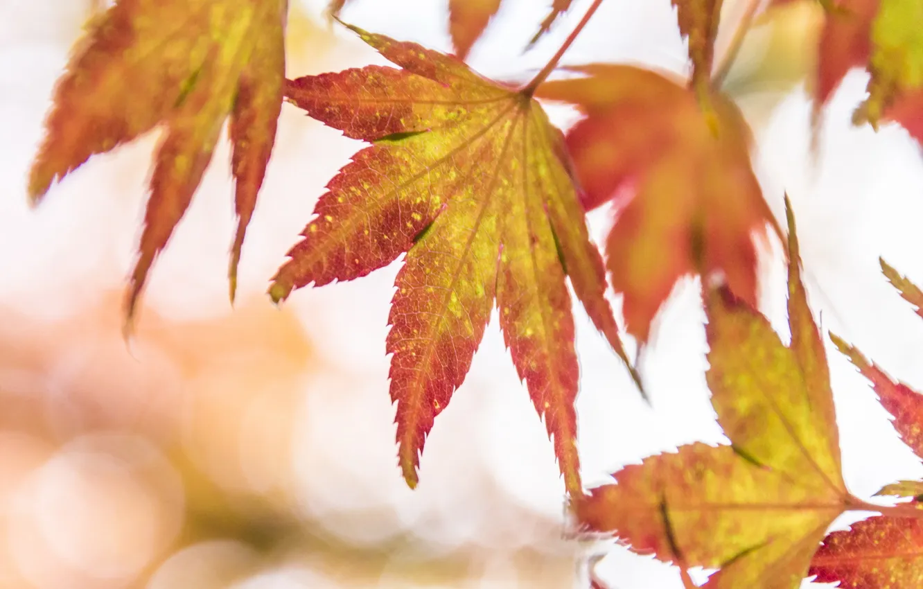 Photo wallpaper autumn, leaves, nature