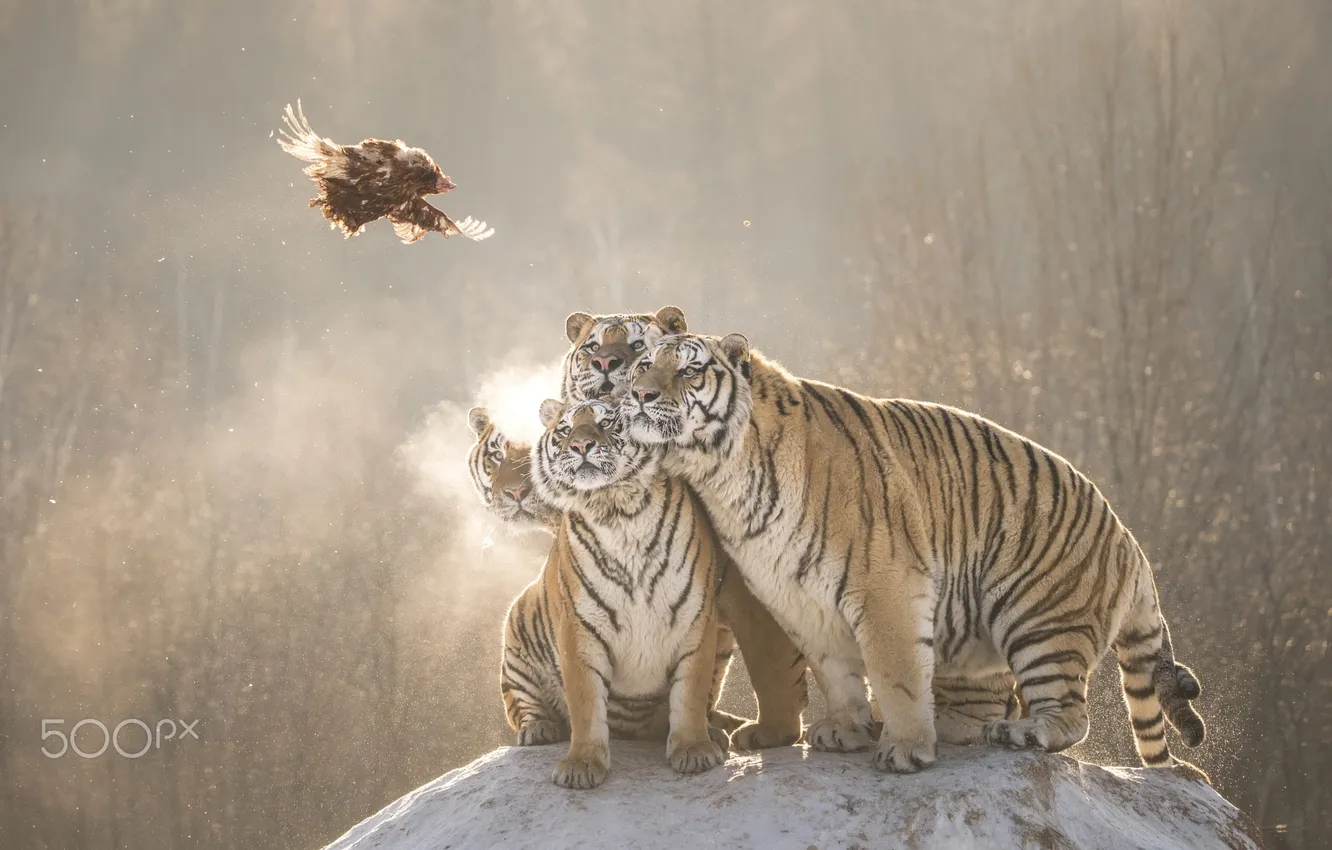 Photo wallpaper flight, tiger, young, mining