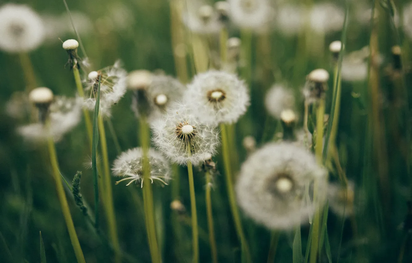 Photo wallpaper grass, dandelion, a lot