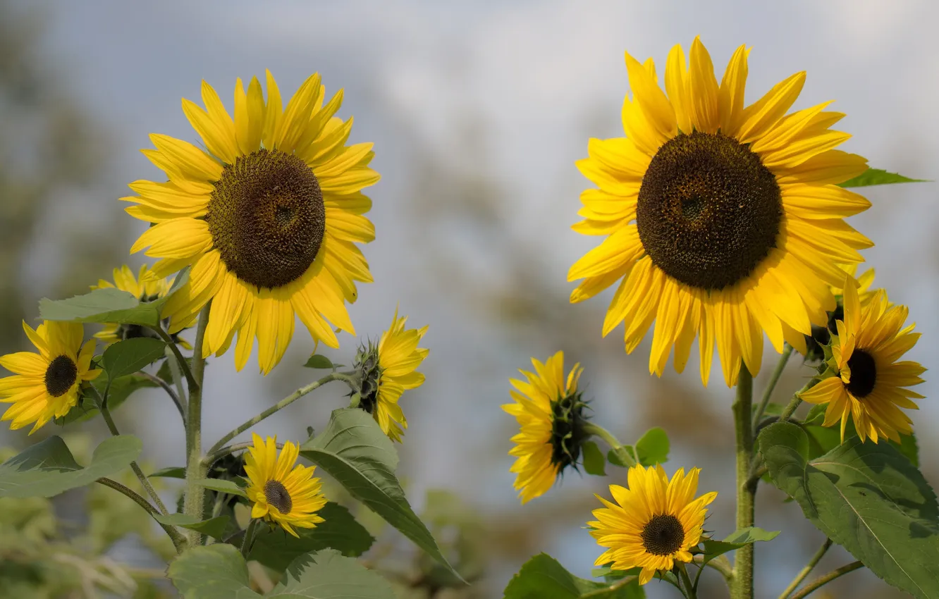 Photo wallpaper sunflowers, flowers, petals, flowering, flowers, petals, sunflower, bloom