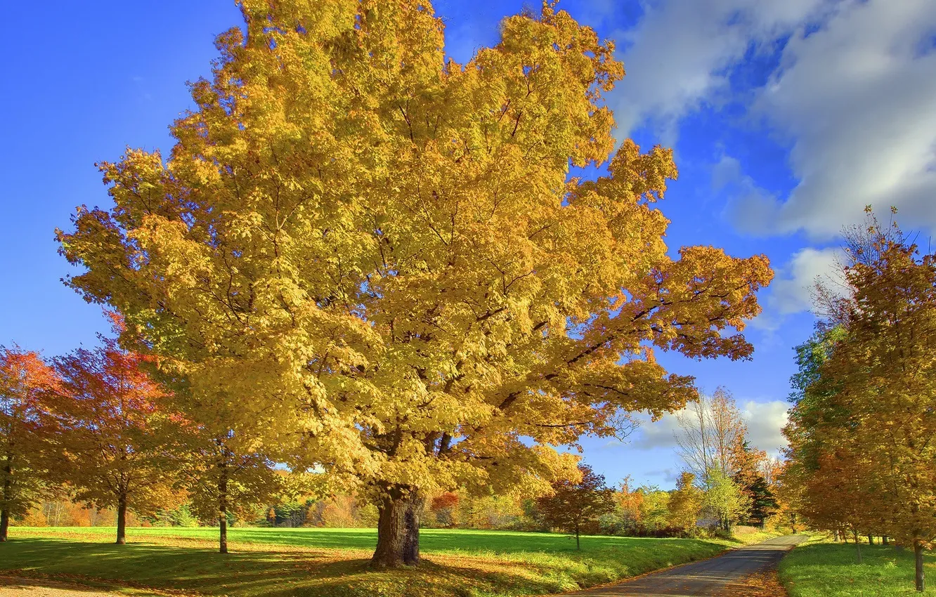Photo wallpaper road, autumn, leaves, tree, Nature