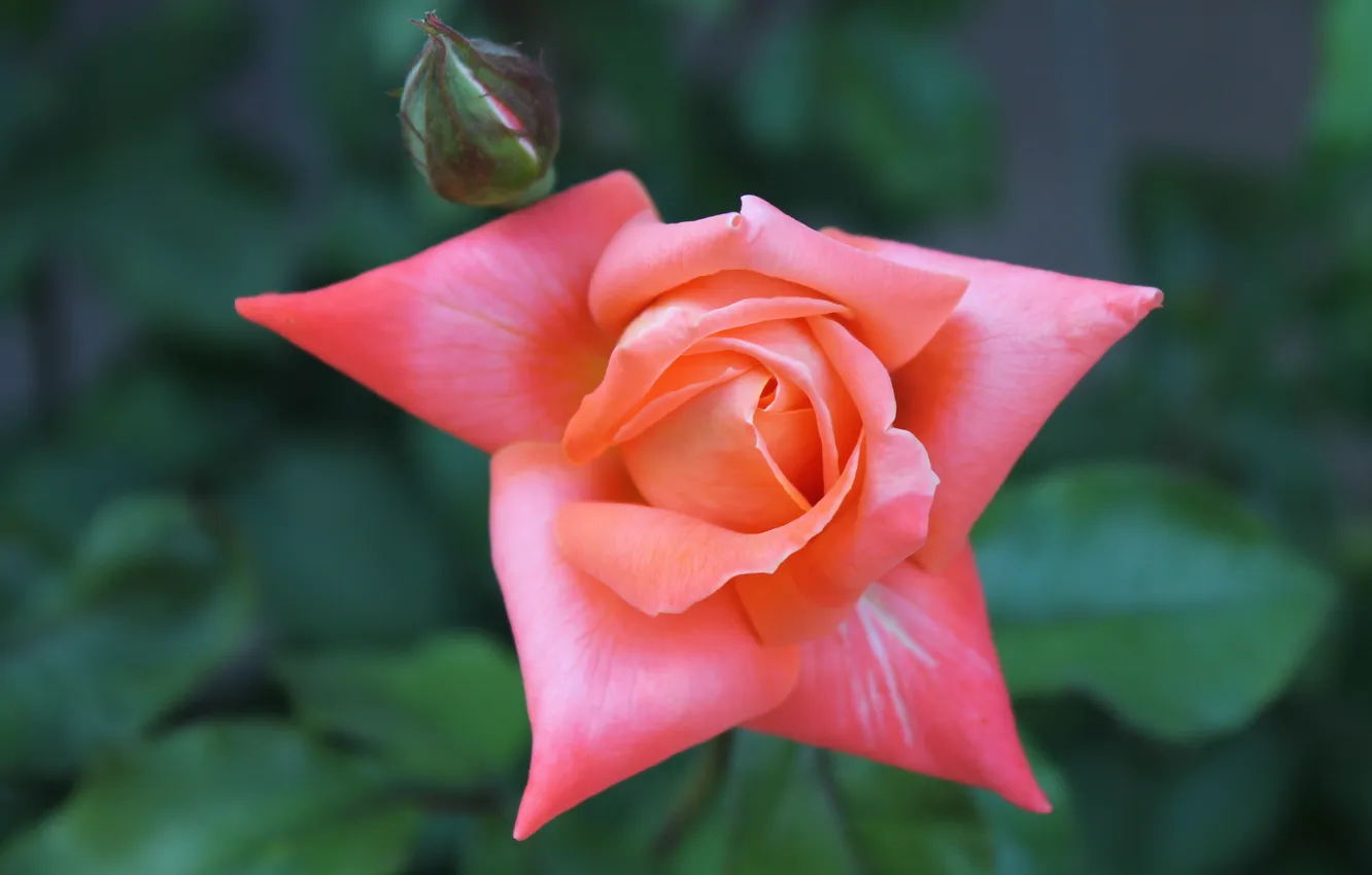 Photo wallpaper flowers, plant, roses