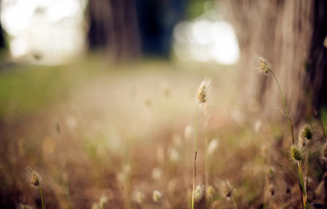 Photo wallpaper grass, macro, nature