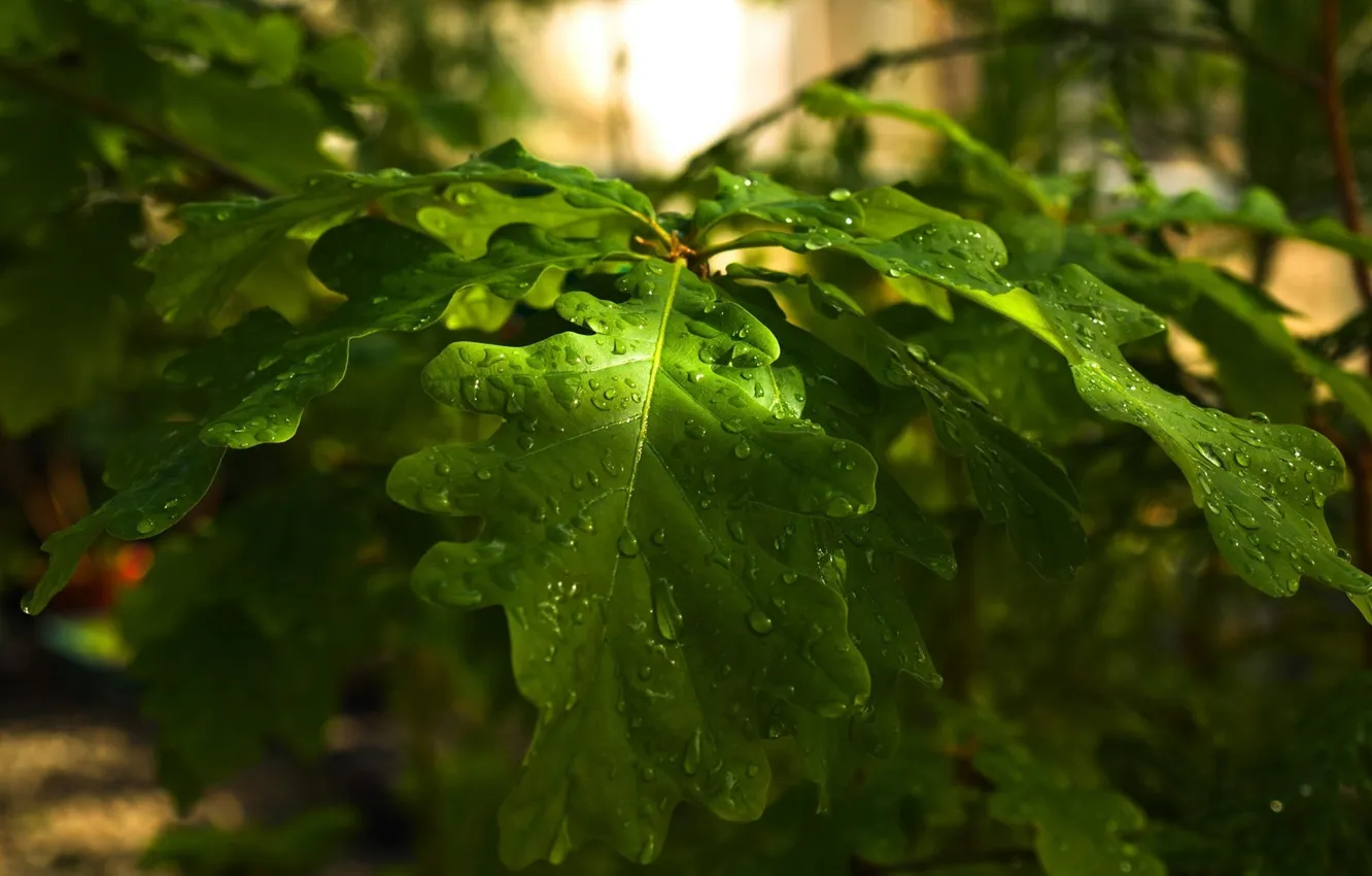 Photo wallpaper drops, Rosa, branch, oak leaves